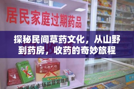 临沂探秘民间草药文化，从山野到药房，收药的奇妙旅程